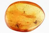 Fossil Crane Fly with Two Spiders In Baltic Amber #346380-3